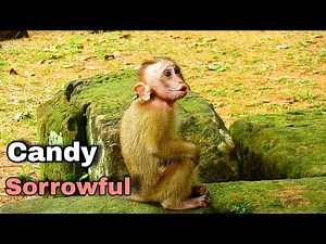 Poor Abandoned Orphan monkey crying begging everyone to accepted, Candy crying till lose power