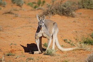 Photo Competition — WORLD KANGAROO DAY - October 24