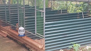 The Gabriel's Katutubong Manok in Tapaz, Capiz | Philippine Native Chicken