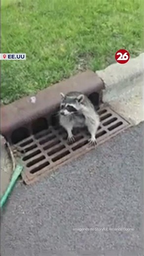 🦝 VECINOS RESCATARON A UN MAPACHE "GORDITO" ATRAPADO EN UNA ALCANTARILLA