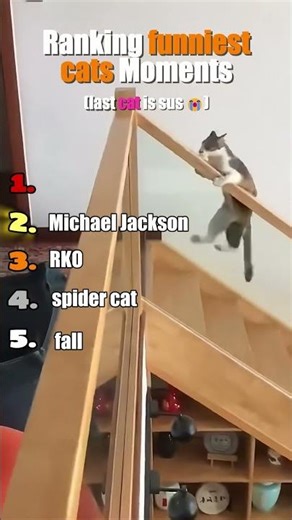 Ranking the Funniest Cat Moments Ever! 🐈