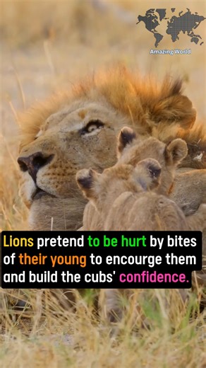 Lions | Amazing World