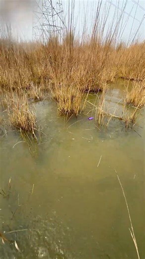 JBL go water drop test