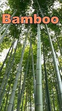 🌱🎶 Learn About Plants for Kids | Plant Names & Details | Cute Song | Fun Animated Learning 🎶🌱