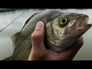 Best White Perch Bite I've Ever Seen- J.A.S. Fishing