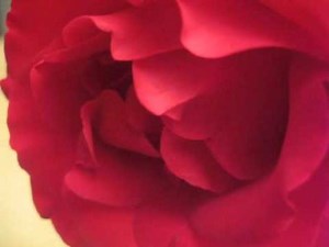 Canon PowerShot SD550