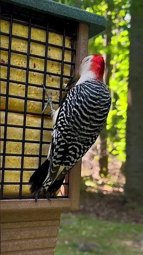 Woodpecker at Meadow Ridge Farms Suet Cakes | ForTheBirds.com | YouTube Shorts