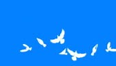 Super Slow Motion shot of doves flying over a blue background....