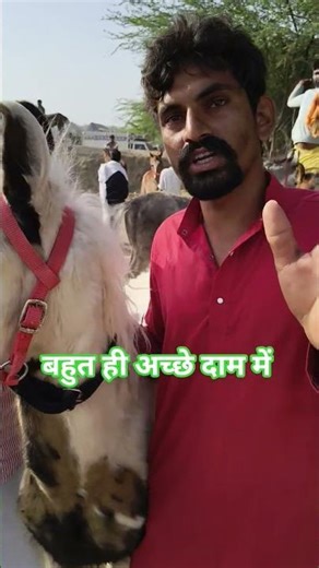 Great and cheap deals happened early in the morning at Tilwara Horse Fair | TilwaraHorseMela #Hor...