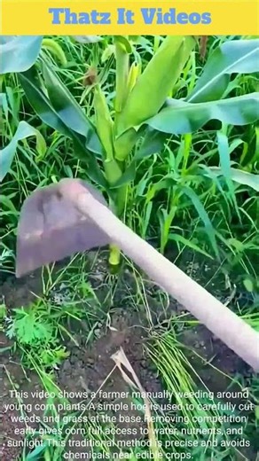 Corn Weeding: Hoe Around Base Technique