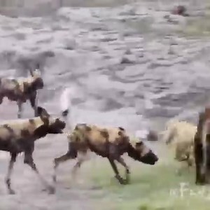 The helpless dog is attacked by 20 wild dogs. ☹ | Snake Doctor