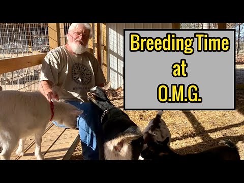 Breeding Goats / Goat Breeding on the Farm