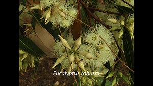 Eucalyptus robusta flowering now at the back of our Nursery. It is an Eastern States tree that attracts Eastern States birds when it flowers. These birds, although beautiful, are not welcome in Western Australia. | Australian Native Nursery | Facebook