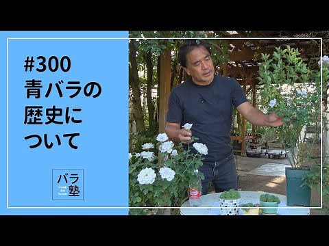 #300 青バラの歴史について
