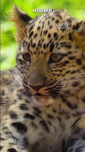 Snow leopard and Amur leopard: what's the difference?