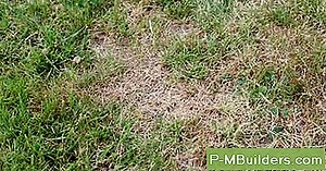 Identification Et Traitement Des Maladies De Sumac 🔧🔧 Conseils Pour L'Amélioration De La Maison. Faites Vos Propres Mains - 2025