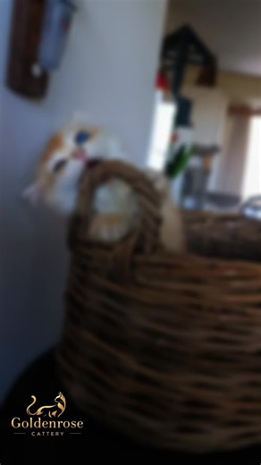 Ruby Goldenrose Cattery 🍀Ireland🇮🇪 https://www.facebook.com/share/1CDMzapfb3/ We are a breeding with passion❤️🧡🩷Day after day we fill our cats with love🍀 👋We invite everyone to our website💙❤️