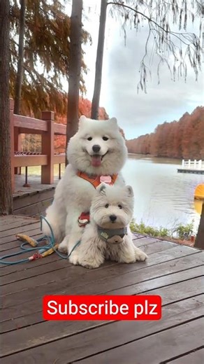 relaxing dog video#dogs #pets #animalvideos