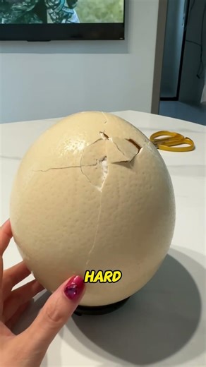 Why do ostriches lay eggs while standing? #Ostrich #Egg Laying #Fun Earth Village