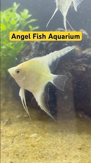 Stunning Angelfish Aquarium – White, Golden & Black Beauties!