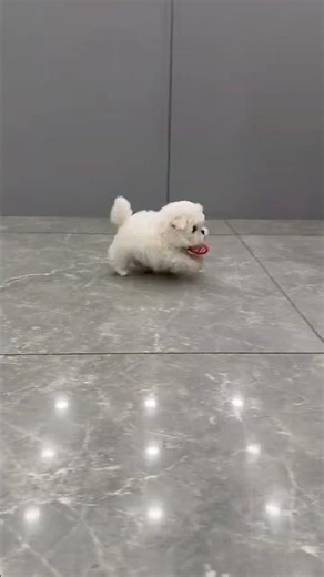 #All My Pets, One Big Hug#Caught with a Handf...#All My Pets, One BigHug#Caught with a Handful