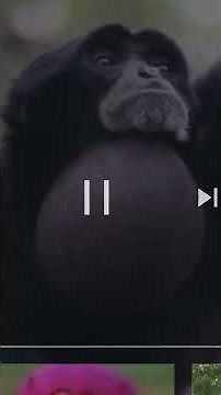 Screaming gibbons monkey