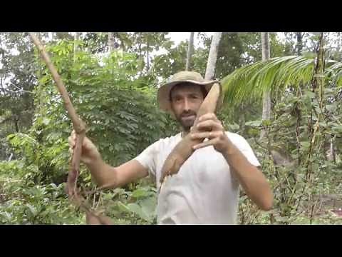 Kappa / Tapioca / Cassava - Super Easy to Grow Here In Kerala India - Here is How!