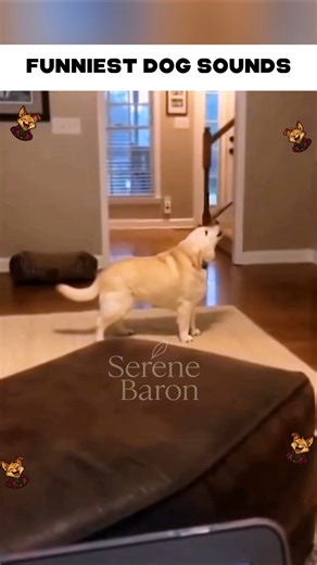 Top 5 Funniest Dog Sounds That Will Make You Laugh 😂🐶 #CutePets #Shorts