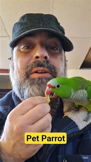 Parrot eats treat #parrot #animals #funnyvideo #nature #2026 #funny #duet #animalfriends