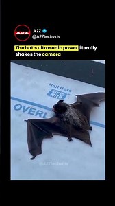 This Bat's Scream is So Powerful It Glitches the Camera