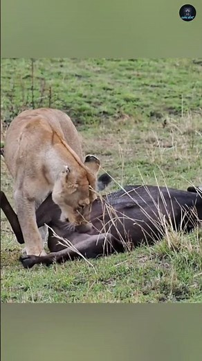 Why Lions Eat Testicles First