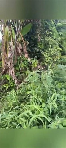 Big Dog PitBull #lekthebestkennel