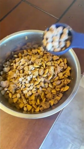 How We Solved Our Dog's Gut Health Issues! | Bernie's Best
