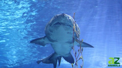 Ocean’s Deadliest Sharks