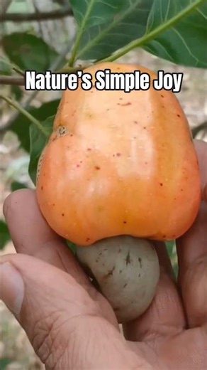 Harvesting Cashew Apple | A Simple Moment from Nature #homegrown #freshlypicked #locallygrown
