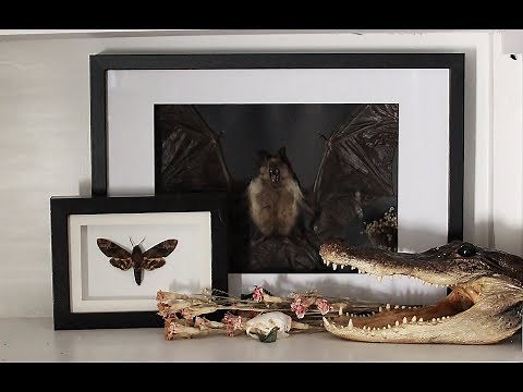 How to Make a Taxidermy Bat Display | GOTH DECOR