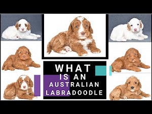 What Is An Australian Labradoodle? | EmmaXMitchell | 4 weeks old | Silver Creek Doodles