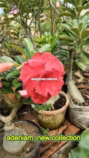 Adeniam new collection #adenium #nature #short