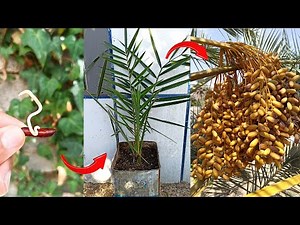 How to Grow and Care Date Palm Trees-Date palm seed cultivation tips