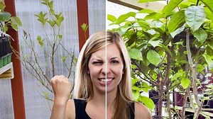 Dive into indoor citrus tree care with Plant Fanatics! Discover tips on watering, sunlight, temperature, and more. Enjoy the greenery and share your thoughts. | Plant Fanatics | Facebook