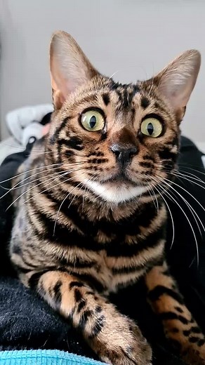 Bengal Cat Close-Up: Adorable Stripes and Green Eyes