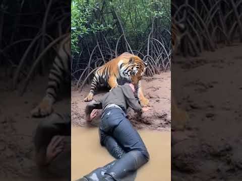 Top 30 Most Shocking Animal Attacks on Humans | Full Wildlife Compilation 2025 🐯🦁😱