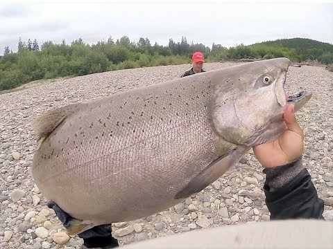 Insane Salmon Fishing on the Kitimat & Skeena River