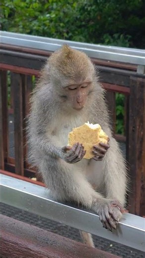 🐒 Cute Baby Monkey Eating an Apple 🍎 | Ubud Monkey Forest Moments! 🌴✨
