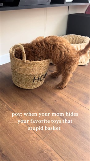 Cavapoo Chaos: When Mom Hides Toys in the Basket