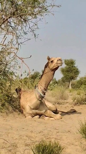 Male camel Rest Time shorts | QWWER | Facebook