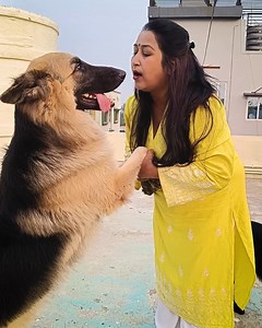 7.2K views · 512 reactions | Are male German Shepherds more cuddly? - German Shepherd & Lina #CameraBaba #doggo #germanshepherdofinstagram #germanshepherdworld #gsdnation #dogtraining #cute #husky #gsddaily #instagram #gsdlover #dogphotography #germanshepherdlovers #germanshepherddaily #gsdofig #germanshepherdlove #rottweiler #pitbull #doberman #gsdpage #pet #rescuedog #gsdlovers #germanshepherdsofig #puppylife #goldenretrievers | CameraBaba | Facebook