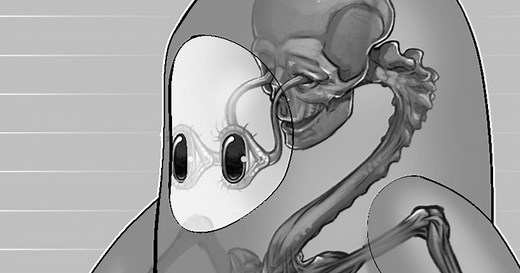 Fall Guys reveals the disgusting internal anatomy of its bean-like characters