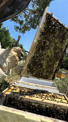 Cadre introduit il y a 3 jours ! #apiculture #abeilles #lerucherarpeliapiculteurpro #bee #ruche