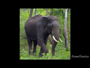 Asian elephant sound effects